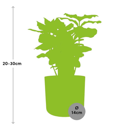Kamerplant - Coffea Arabica - Pot Ø 14cm