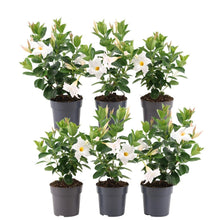 Buitenplant 6x Dipladenia White - Mandevilla wit - Pot Ø 12cm Hoogte ↕ 25cm