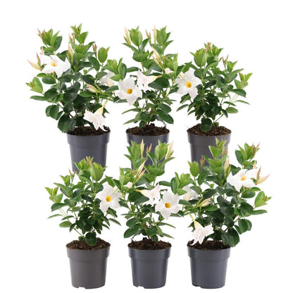 Buitenplant 6x Dipladenia White - Mandevilla wit - Pot Ø 12cm Hoogte ↕ 25cm