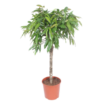 Kamerplant - Ficus Amstel King - Luchtzuiverend - Pot Ø 30cm Hoogte ↕ 130cm