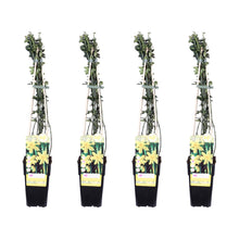 Buitenplant 4x Jasminum nudiflorum - Bloeiend - Pot Ø 15cm Hoogte ↕ 65cm