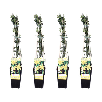 Buitenplant 4x Jasminum nudiflorum - Bloeiend - Pot Ø 15cm Hoogte ↕ 65cm