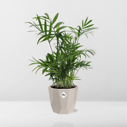 Kamerplant - Chamaedorea - Pot Ø 14cm