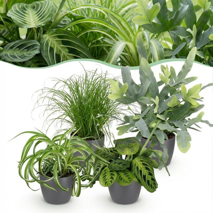 Kamerplant 4x Mix Chlorophytum, Cyperus, Phlebodium & Marantha - Pot Ø 12cm Hoogte ↕ 25cm