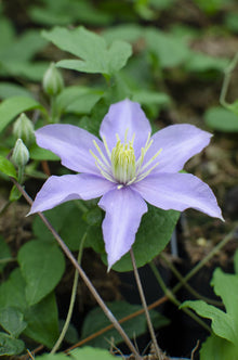 Buitenplant - Clematis 'Justa' - Bloeiend - Pot Ø 15cm Hoogte ↕ 65cm