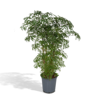 Kamerplant - Polyscias Fruticosa (Aralia) - Pot Ø 21cm Hoogte ↕ 75cm