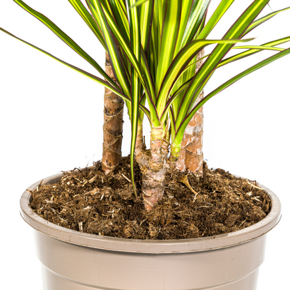 Kamerplant - Dracaena Marginata Sunray - Pot Ø 21cm Hoogte ↕ 100-110cm