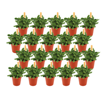 Kamerplant 20x Crassula Stretto - Pot Ø 5,5cm Hoogte ↕ 10cm