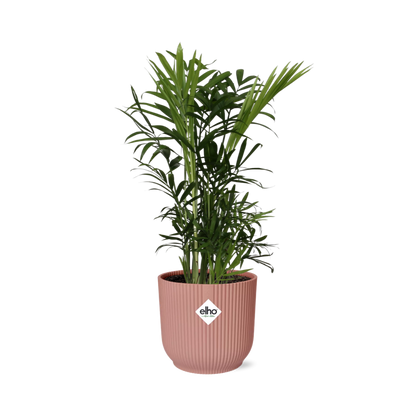 Kamerplant - Chamaedorea Elegans - Pot Ø 14cm Hoogte ↕ 45cm