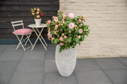 Buitenplant - Camellia japonica Bonomiana - Bloeiend - Pot Ø 19cm Hoogte ↕ 65cm
