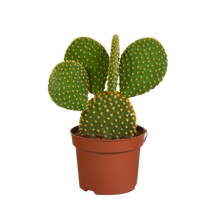 Kamerplant - Opuntia Microdasys - Ø 12cm
