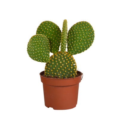 Kamerplant - Opuntia Microdasys - Ø 12cm