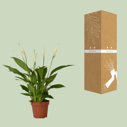 Kamerplant - Spathiphyllum Bingo Cupido - Pot Ø 12cm Hoogte ↕ 45cm