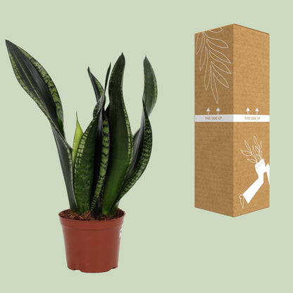 Kamerplant - Sansevieria Whitney - Pot Ø 12cm Hoogte ↕ 27cm