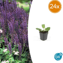 Buitenplant 24x Salvia nem. 'Mainacht' - Bloeiend - Pot Ø 9cm Hoogte ↕ 10-25cm