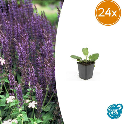 Buitenplant 24x Salvia nem. 'Mainacht' - Bloeiend - Pot Ø 9cm Hoogte ↕ 10-25cm