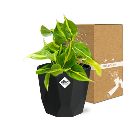Kamerplant - Philodendron Scandens 'Brasil' - Pot Ø 14cm