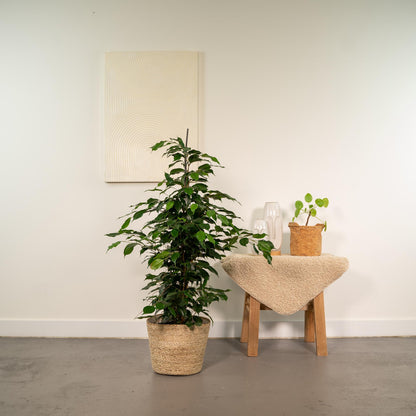 Kamerplant - Ficus benjamina Danielle - Inclusief mand - Pot Ø 21cm Hoogte ↕ 95cm