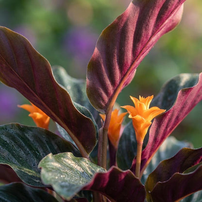 Kamerplant 2x Calathea Crocata - Pot Ø 14cm Hoogte ↕ 40-45cm