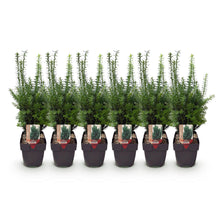 Buitenplant 6x Taxus media 'Hilii' - Haagplant - Pot Ø 17cm Hoogte ↕ 60cm