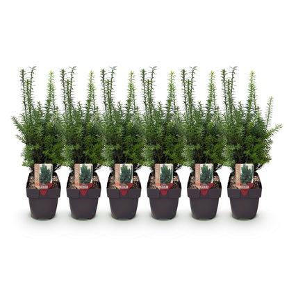 Buitenplant 6x Taxus media 'Hilii' - Haagplant - Pot Ø 17cm Hoogte ↕ 60cm