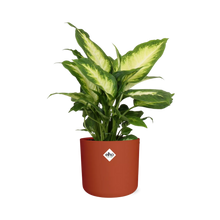 Kamerplant - Dieffenbachia 'Camilla' - Pot Ø 14cm