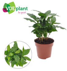 Kamerplant - Coffea Arabica - Pot Ø 12cm Hoogte ↕ 30cm