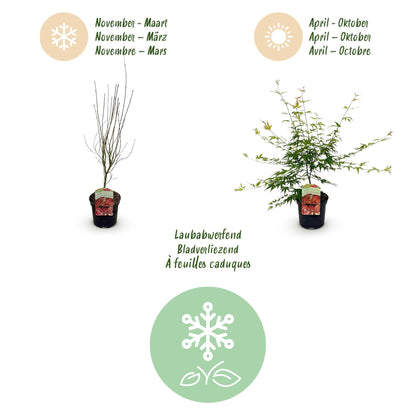 Buitenplant Acer palmatum 'Pink Dwarf' - Japanse Esdoorn Roze - Bladverliezend - Pot Ø 19cm Hoogte ↕ 70cm