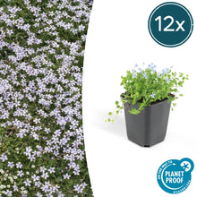 Buitenplant 12x Isotoma fluviatilis - Bloeiend - Pot Ø 9cm Hoogte ↕ 10-25cm
