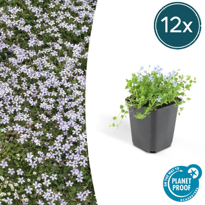 Buitenplant 12x Isotoma fluviatilis - Bloeiend - Pot Ø 9cm Hoogte ↕ 10-25cm