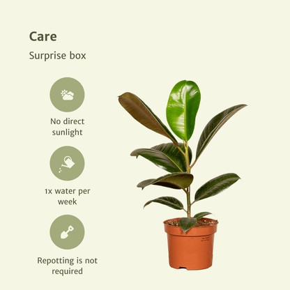 Kamerplant 10x Verrassingsbox - Pot Ø 12cm Hoogte ↕ 25cm