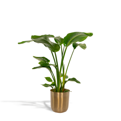 Kamerplant - Strelitzia Nicolai - Met sierpot goud - Pot Ø 19cm Hoogte ↕ 90cm