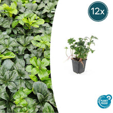 Buitenplant 12x Pachysandra term. 'Green Sheen' - Winterhard - Pot Ø 9cm Hoogte ↕ 10-25cm