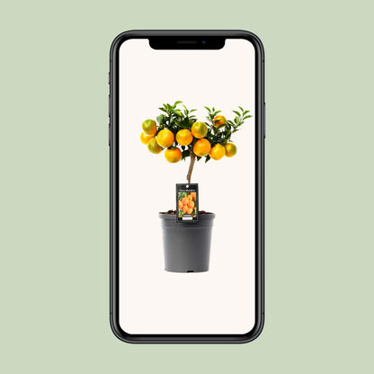Kamerplant - Citrus Mandarin - Pot Ø 16cm Hoogte ↕ 45cm