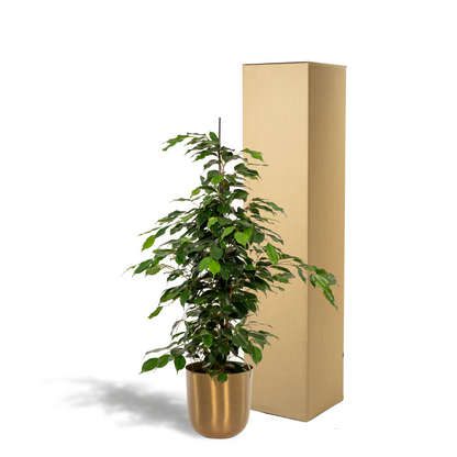 Kamerplant - Ficus benjamina Danielle - Inclusief sierpot - Pot Ø 21cm Hoogte ↕ 95cm