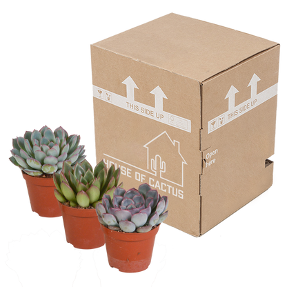 Kamerplant 3x Echeveria Mix - Pot Ø 8.5cm