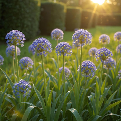 Buitenplant 40x Allium Caeruleum - Bloeiend - Bolmaat 4/5