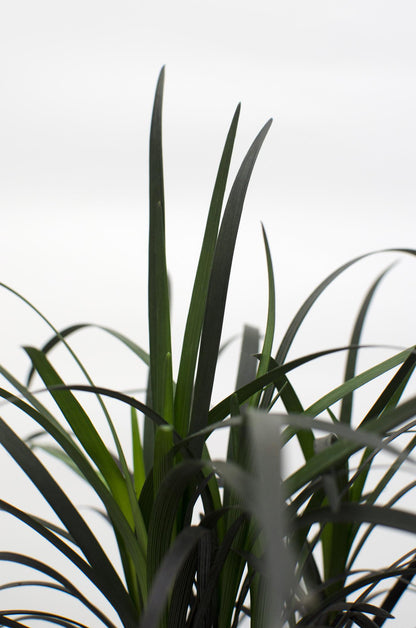 Buitenplant - Ophiopogon planiscapus Nigrescens - Pot Ø 14cm Hoogte ↕ 30cm