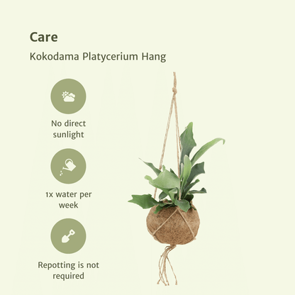 Kamerplant 2x Kokodama Platycerium - Hertshoornvaren - Pot Ø 15cm Hoogte ↕ 35cm
