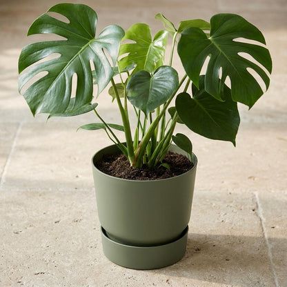 Sierpot - Greenville Round Leaf Green - D20cm