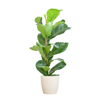 Kamerplant - Ficus Lyrata - Luchtzuiverend - Pot Ø 21cm Hoogte ↕ 80cm