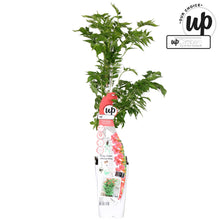 Buitenplant - Campsis Pink Panther - Bloeiend