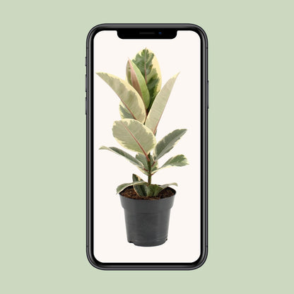 Kamerplant - Ficus Elastica Tineke - Pot Ø 17cm Hoogte ↕ 55cm