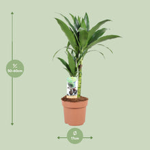 Kamerplant - Dracaena Janet Craig - Pot Ø 17cm Hoogte ↕ 60cm