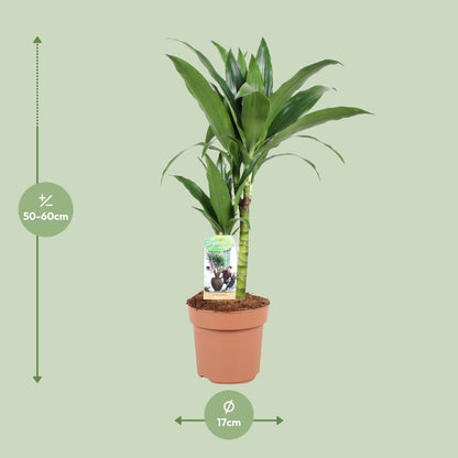 Kamerplant - Dracaena Janet Craig - Pot Ø 17cm Hoogte ↕ 60cm