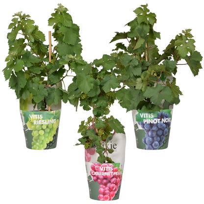 Buitenplant 3x Vitis Pixie Mix - Pot Ø 14cm Hoogte ↕ 30cm