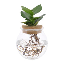 Kamerplant - Clusia in Bolglas met Klikkurk - Pot Ø 12cm Hoogte ↕ 30cm