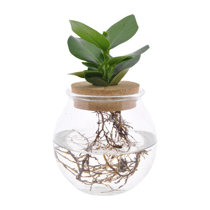Kamerplant - Clusia in Bolglas met Klikkurk - Pot Ø 12cm Hoogte ↕ 30cm
