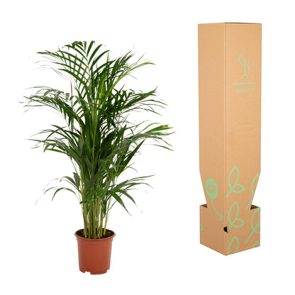 Kamerplant - Dypsis Lutescens (Areca Palm) - Hoogte ↕ 12-230cm
