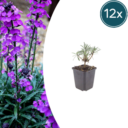Buitenplant 12x Erysimum 'Bowles' Mauve' - Bloeiend - Pot Ø 9cm Hoogte ↕ 10-25cm